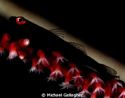 Goby silhouette, with some experimental lighting... by Michael Gallagher 